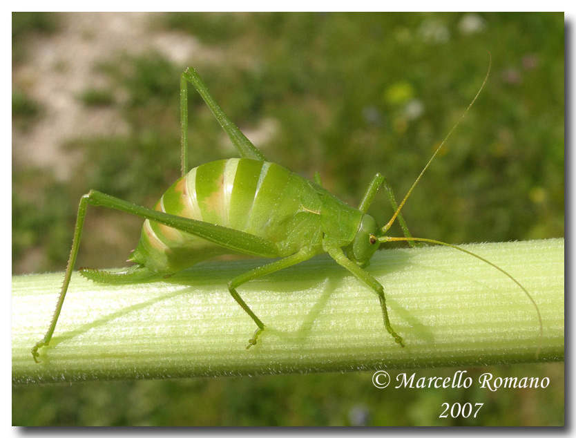 La femmina dell'' Odontura arcuata (Orth., Phaneropteridae)